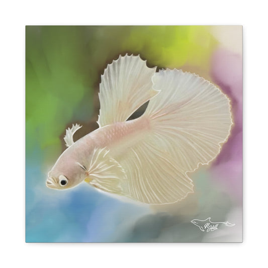 White  Betta Fish Matte Canvas, Stretched, 1.25"