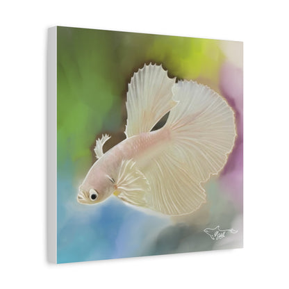 White  Betta Fish Matte Canvas, Stretched, 1.25"